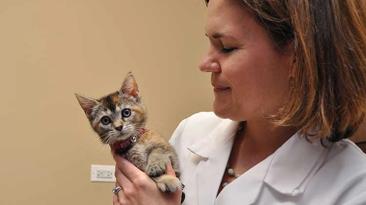 Two mint chocolate milkshakes with whipped cream and green sprinkles.