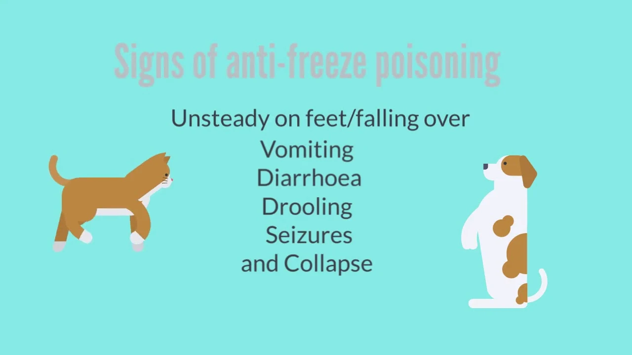 Two mint chocolate milkshakes with whipped cream and green sprinkles.