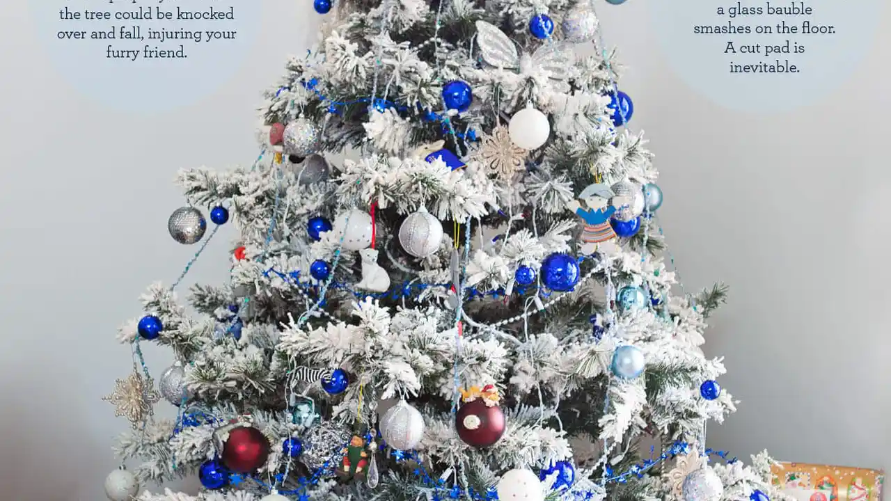 Chef John's Irish Soda Bread