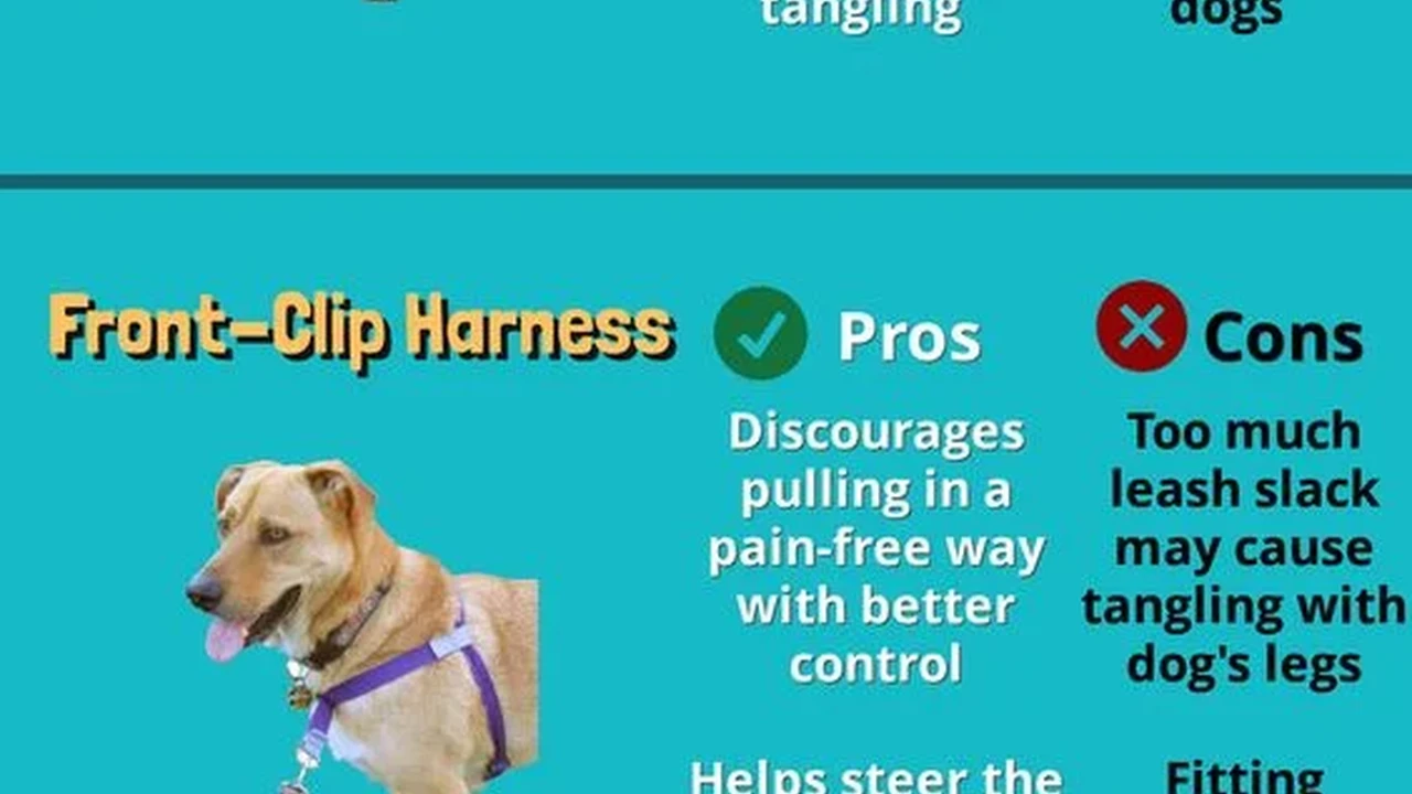 Close up on a plate of mashed potatoes, topped with baked pork chops with cream of mushroom soup, and a side of green beans.