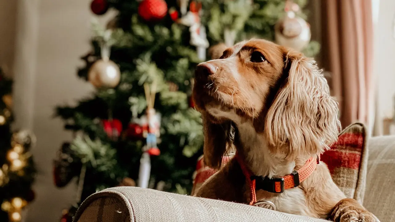 Two mint chocolate milkshakes with whipped cream and green sprinkles.