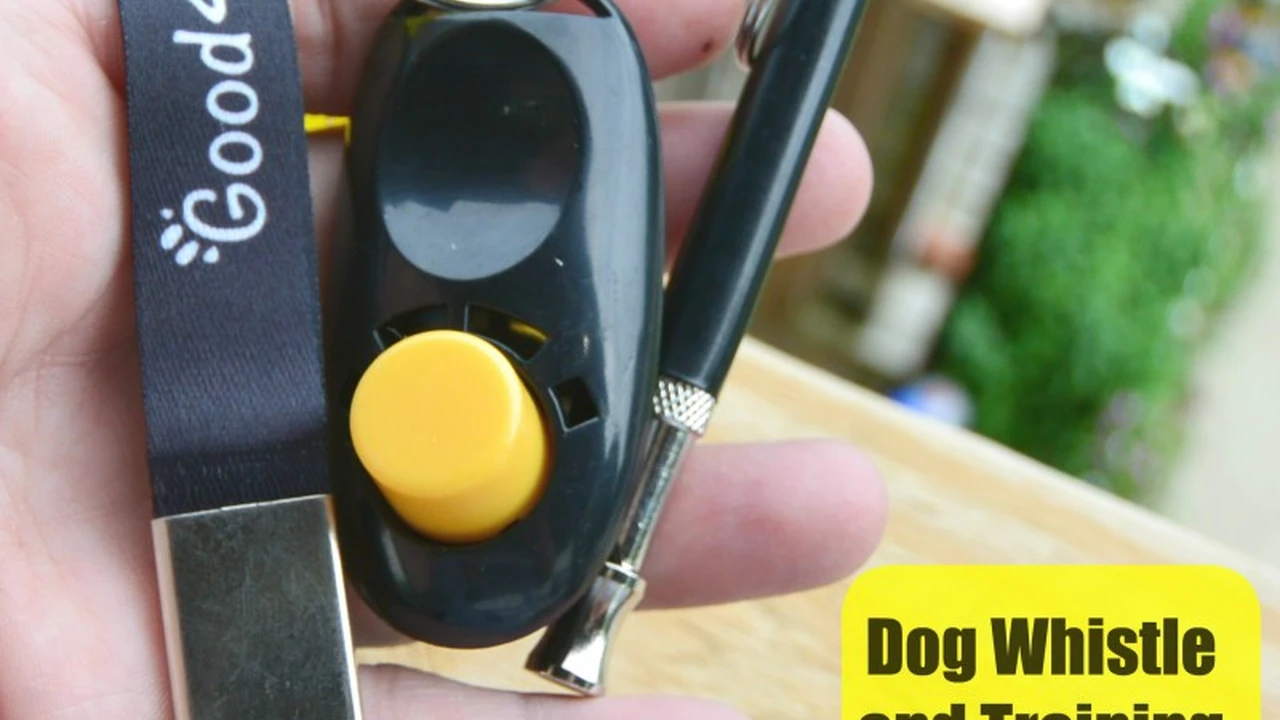 Close up on a plate of mashed potatoes, topped with baked pork chops with cream of mushroom soup, and a side of green beans.