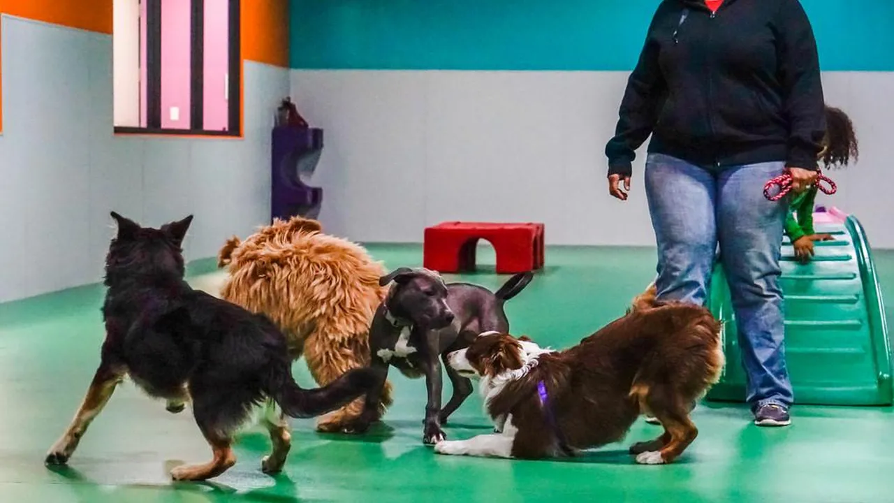 Close up on a plate of mashed potatoes, topped with baked pork chops with cream of mushroom soup, and a side of green beans.