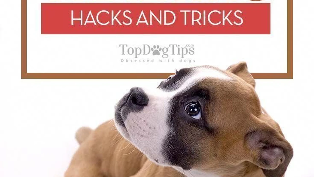 Close up on a plate of mashed potatoes, topped with baked pork chops with cream of mushroom soup, and a side of green beans.