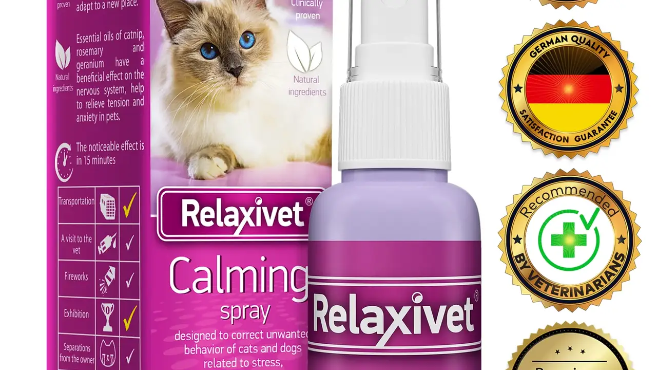 Close up on a plate of mashed potatoes, topped with baked pork chops with cream of mushroom soup, and a side of green beans.