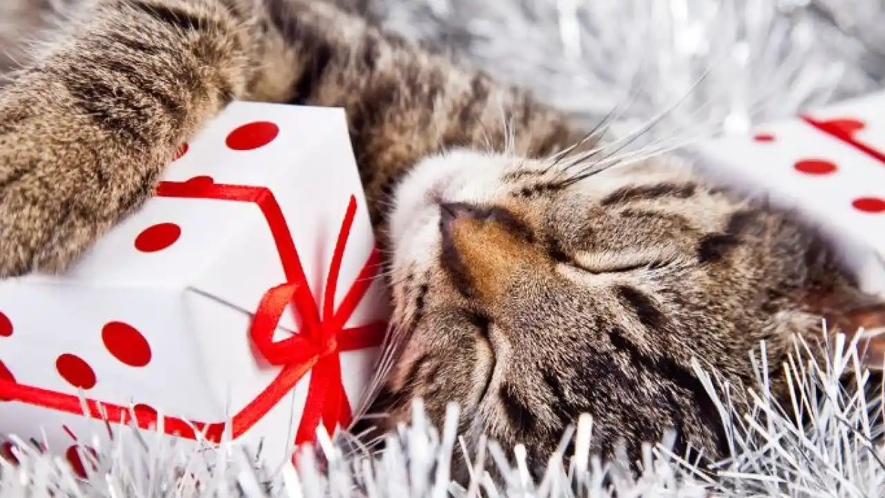 Close up on a plate of mashed potatoes, topped with baked pork chops with cream of mushroom soup, and a side of green beans.