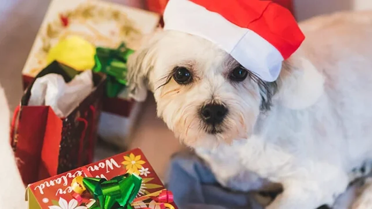 Close up on a plate of mashed potatoes, topped with baked pork chops with cream of mushroom soup, and a side of green beans.
