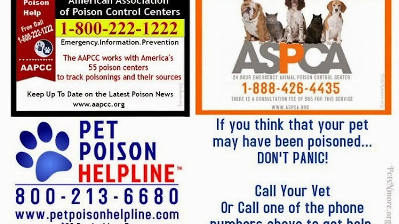 Close up on a plate of mashed potatoes, topped with baked pork chops with cream of mushroom soup, and a side of green beans.